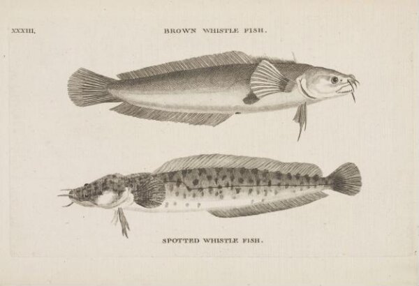 Unknown, BROWN WHISTLE FISH.