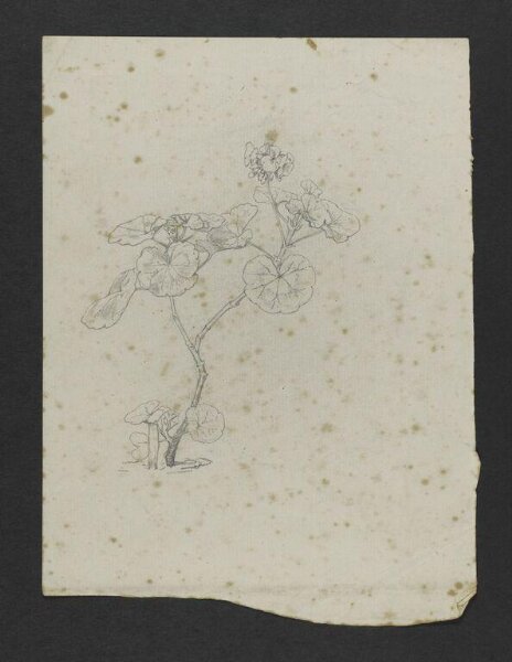Potter, Beatrix, Drawing