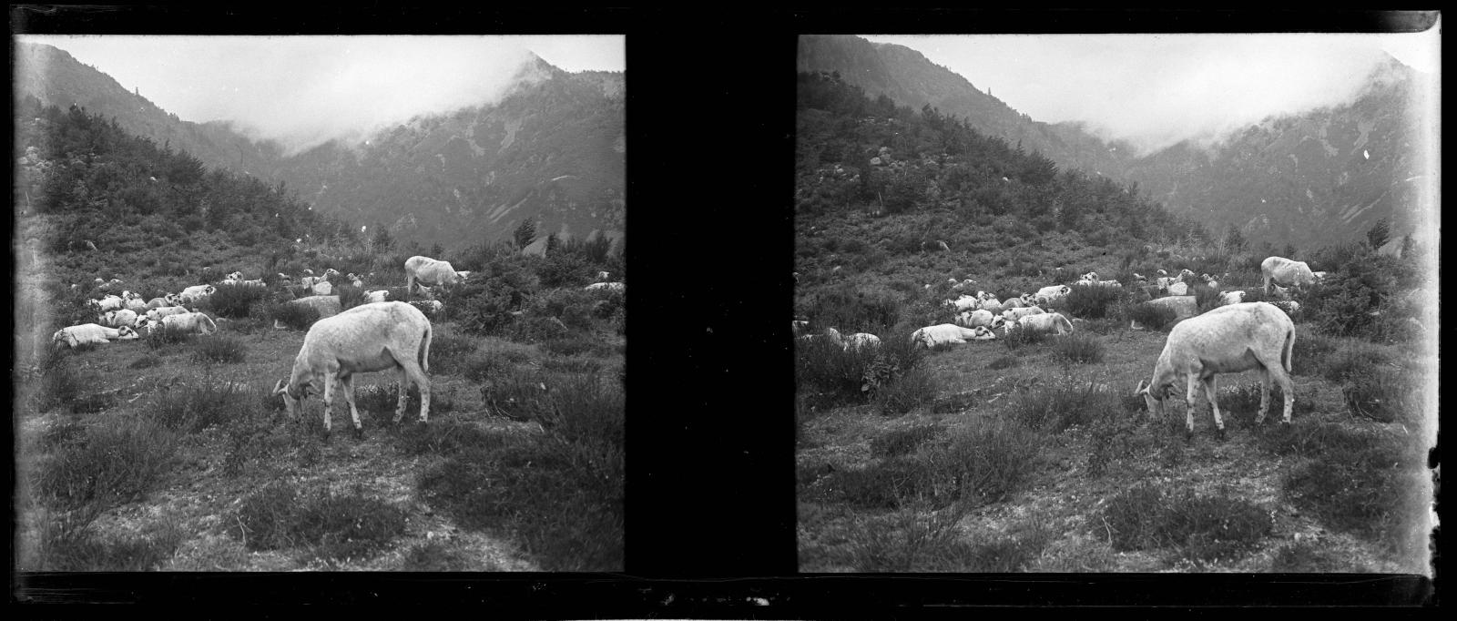 Desconegut, [Vaques a la Vall d'Ordesa]
