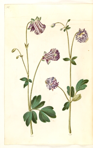 Hans Simon Holtzbecker, Aquilegia vulgaris (almindelig akeleje)