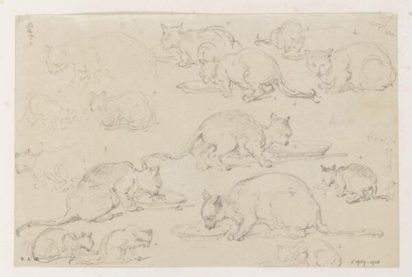 George Chinnery, Fifteen drawings of cats
