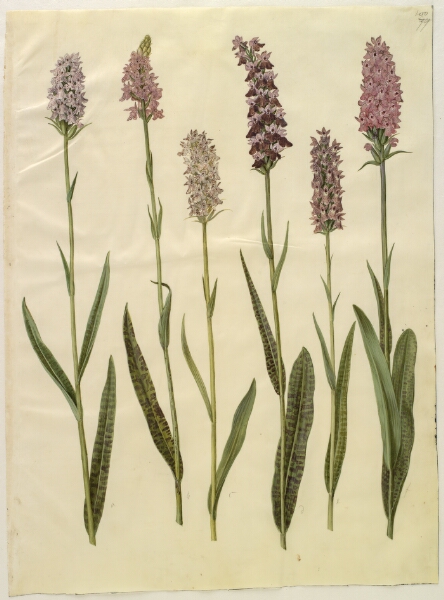 Hans Simon Holtzbecker, Dactylorhiza maculata (plettet gøgeurt)