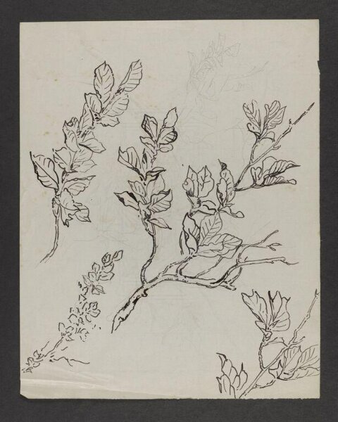 Potter, Beatrix, drawing