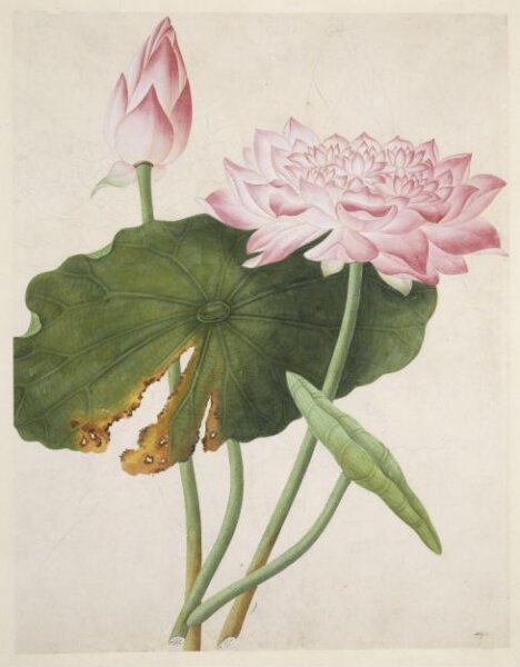 Unknown, Lotus