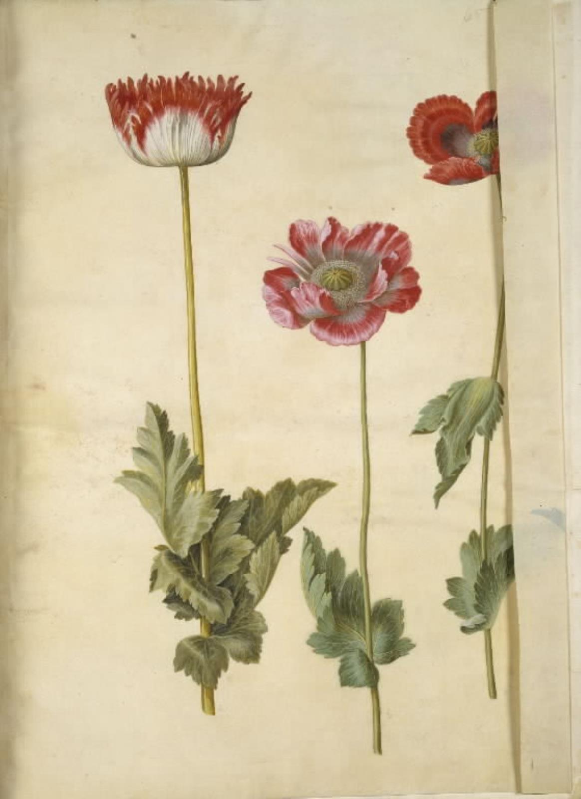 Hans Simon Holtzbecker, Papaver somniferum (opium-valmue)