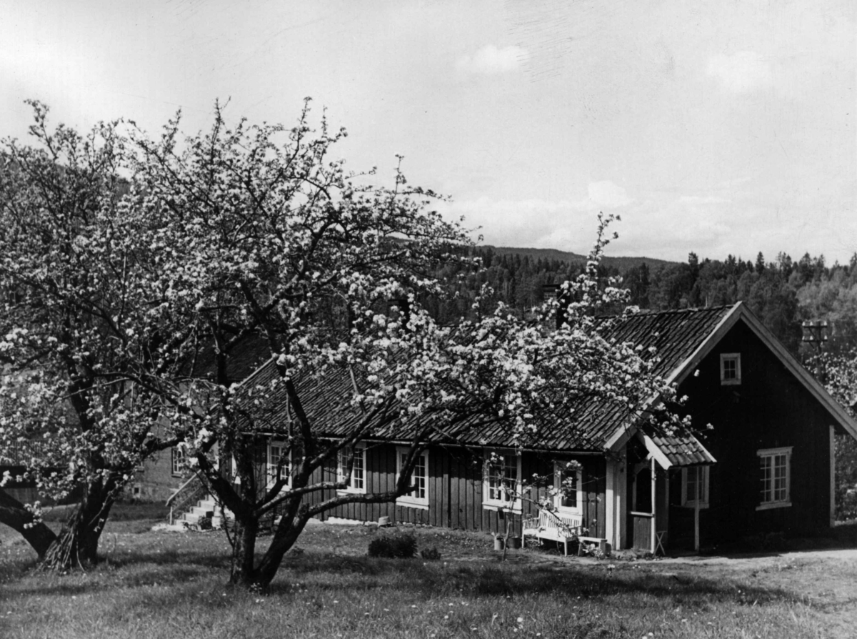 Anders Beer Wilse, Frukttrær