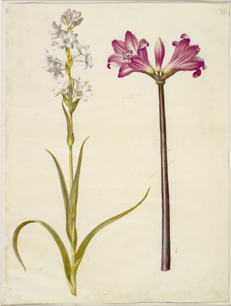 Hans Simon Holtzbecker, Polianthes tuberosa (tuberose); Amaryllis belladonna (belladonnalilje)