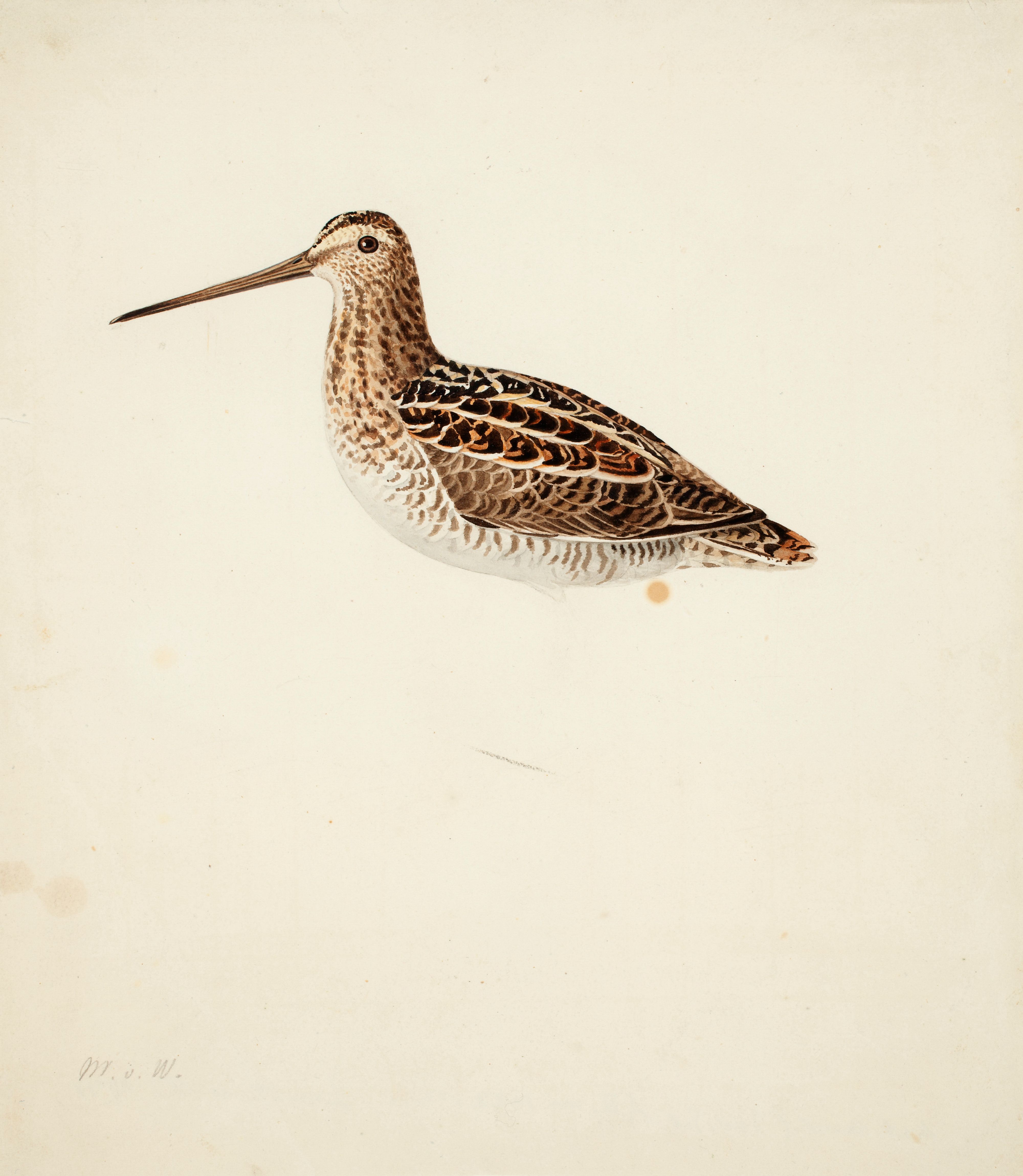 Magnus von Wright, Common Snipe ; unfinished