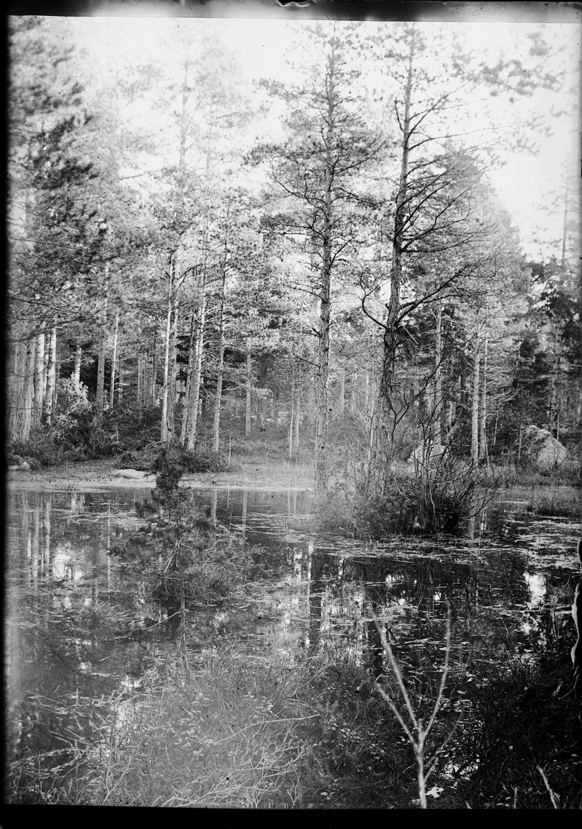 Skötsner-Edhlund, Watercourse in a Forest Environment, Sweden