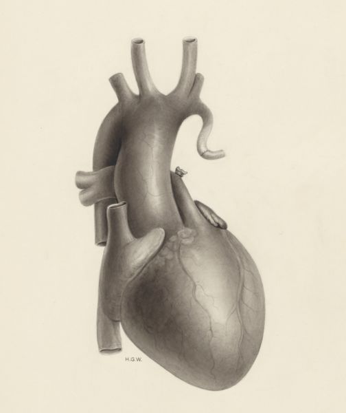 H.G Wetselaar, Part of the heart and circulatory system
