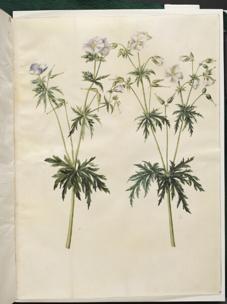 Hans Simon Holtzbecker, Geranium pratense (eng-storkenæb)