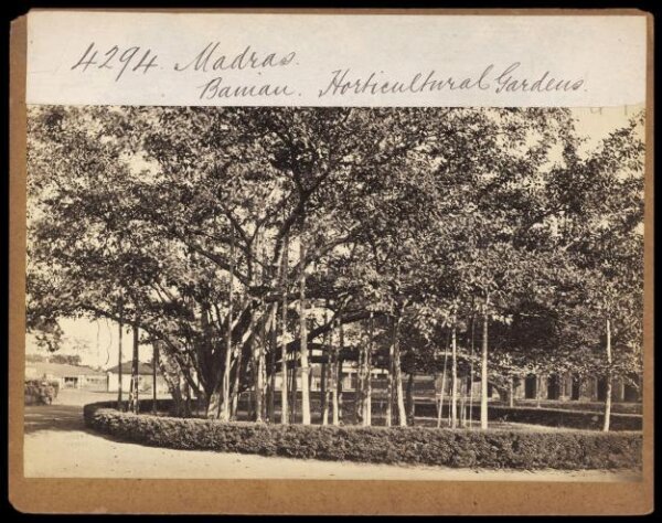 Francis Frith, Madras.  Banian.  Horticultural Gardens