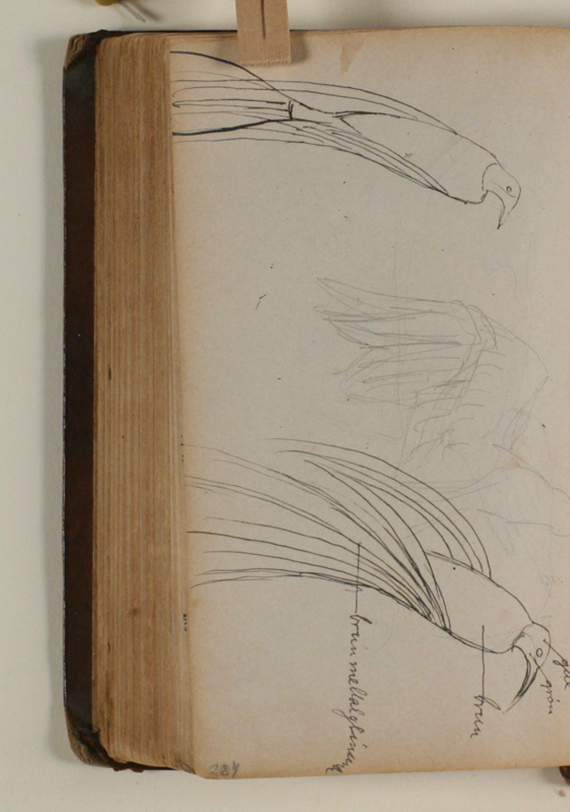 Niels Larsen Stevns, Studier af paradisfugl
