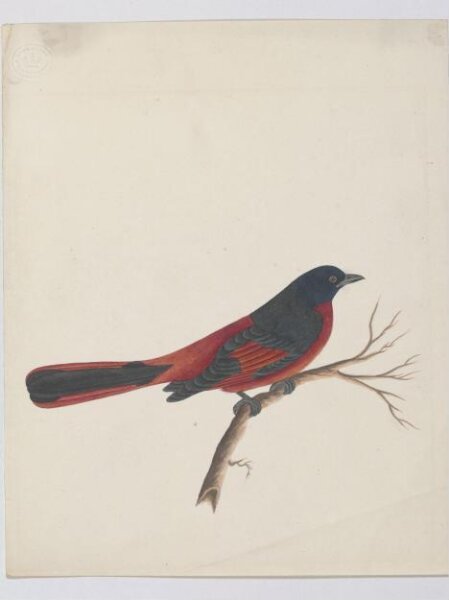 Unknown, Scarlet minivet