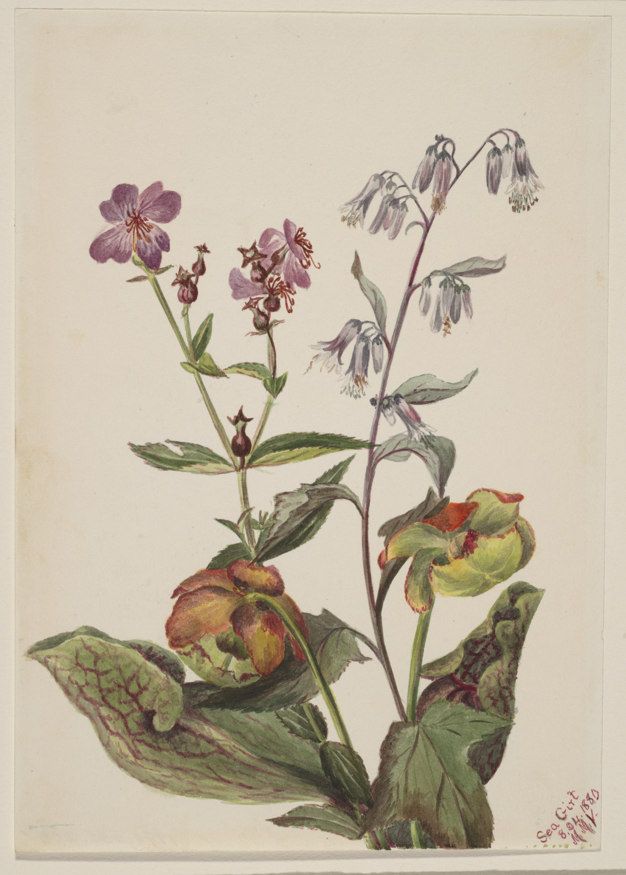 Mary Vaux Walcott, Meadow Beauty (Rhexia virginica), Rattlesnake Roat (Nabalus albus), Pitcherplant (Sarracenia purpurea)