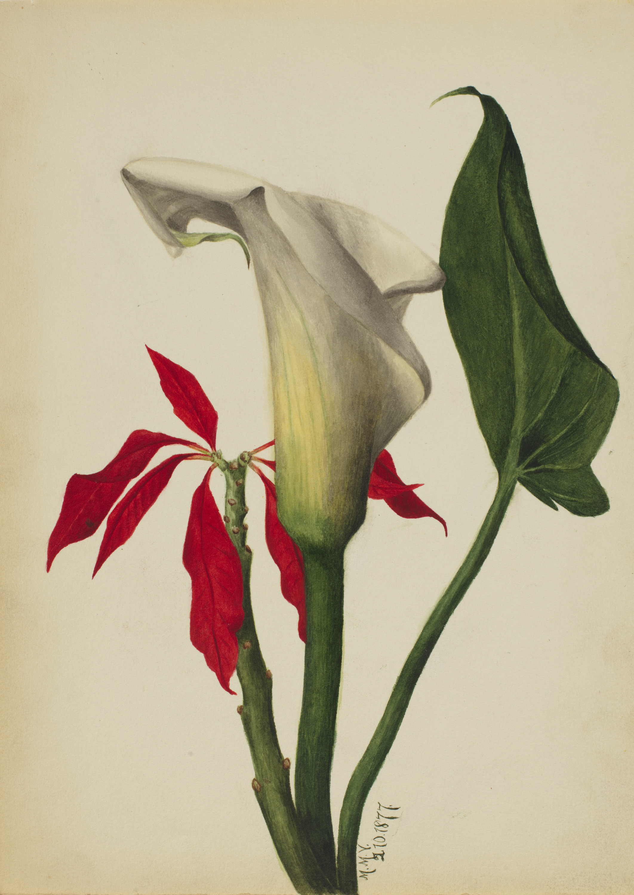 Mary Vaux Walcott, Untitled (Calla Lily)