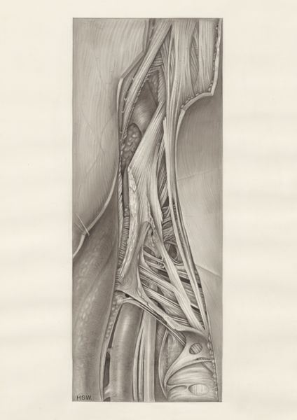 H.G Wetselaar, Muscular tissue of the upper extremities