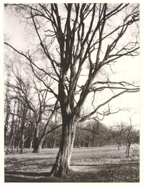 Atget, Jean-Eugène-Auguste, Environs of Paris
