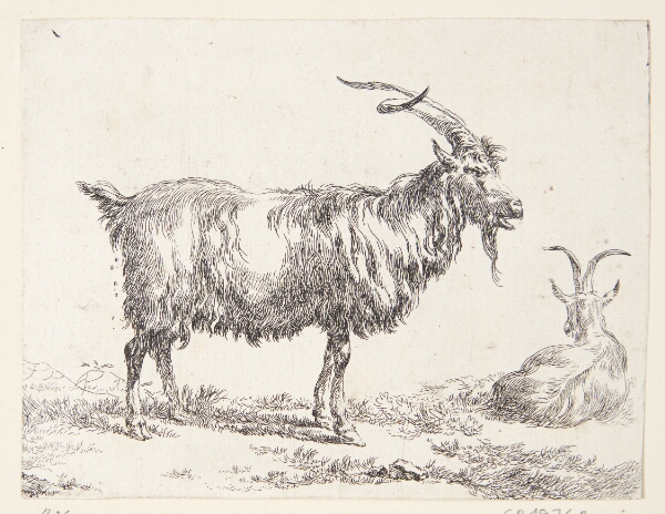 Nicolaes Berchem, En stående og en liggende ged