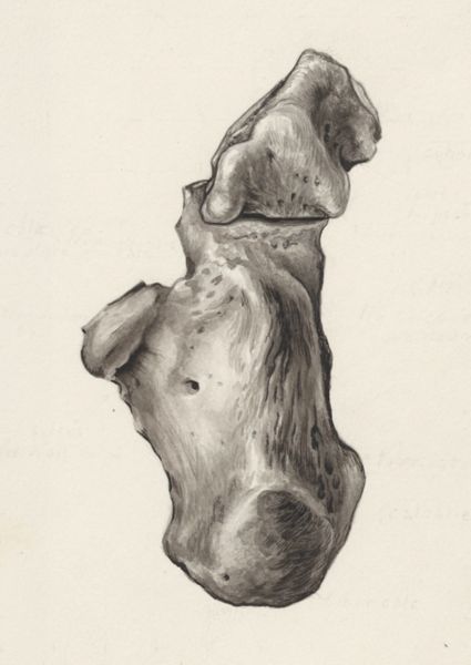 J Tinkelenberg, Musculoskeletal system of the foot