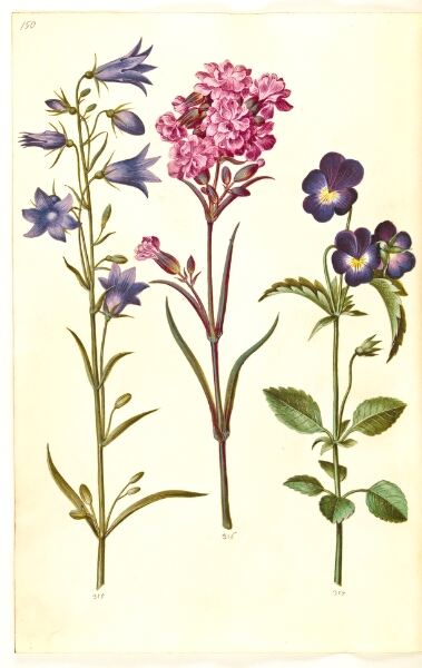Hans Simon Holtzbecker, Campanula rotundifolia (liden klokke); Silene viscaria (almindelig tjærenellike); Viola tricolor (almindelig stedmoderblomst)