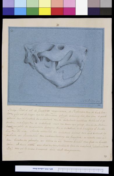 A Bonn, Animals: skull of a beaver