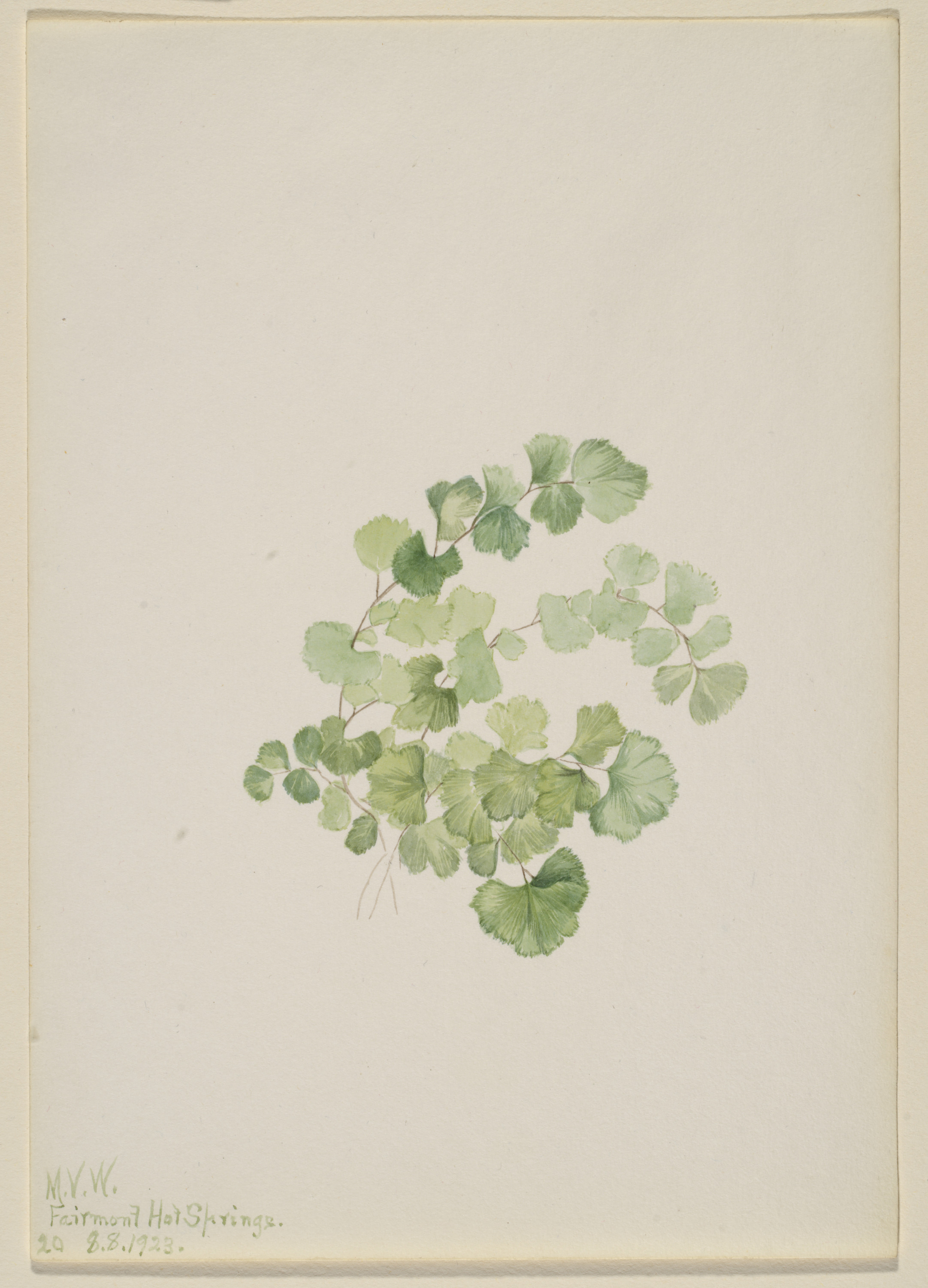Mary Vaux Walcott, Puccoon (Lithospermum ruderale)
