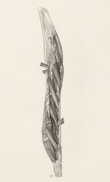 J Tinkelenberg, Muscular tissue