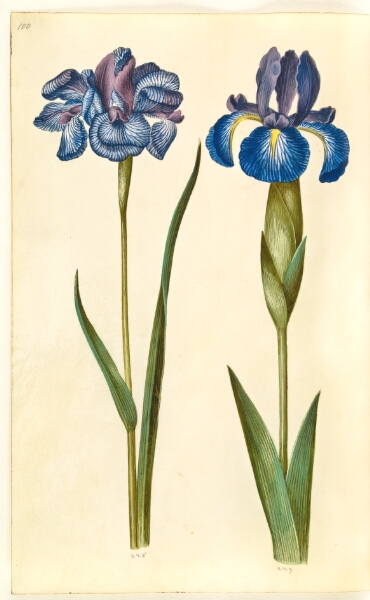 Hans Simon Holtzbecker, Iris sibirica (sibirisk iris); Iris latifolia (engelsk iris)