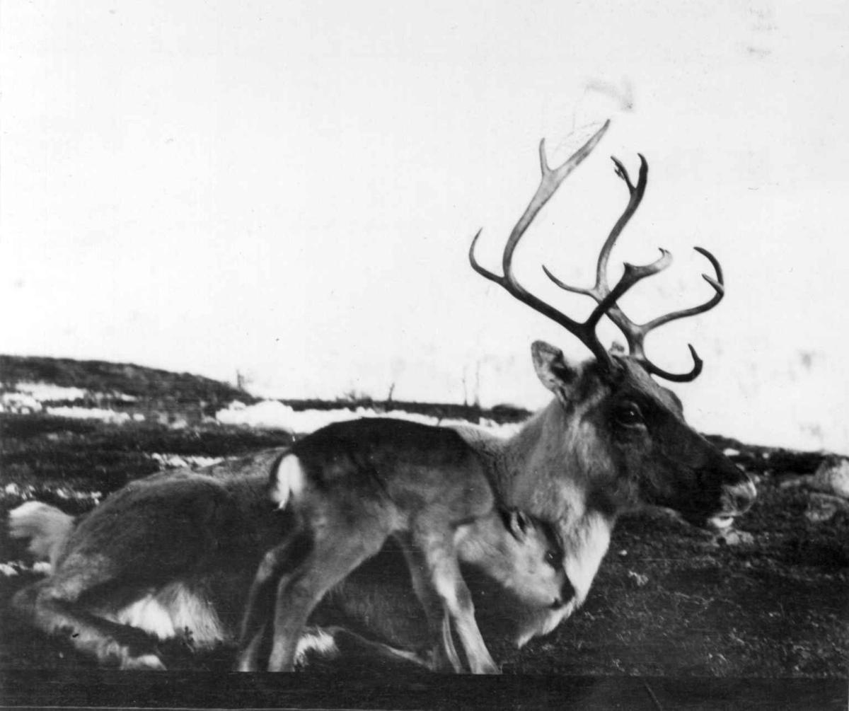 Konrad Nielsen, Simle med nyfødt kalv.