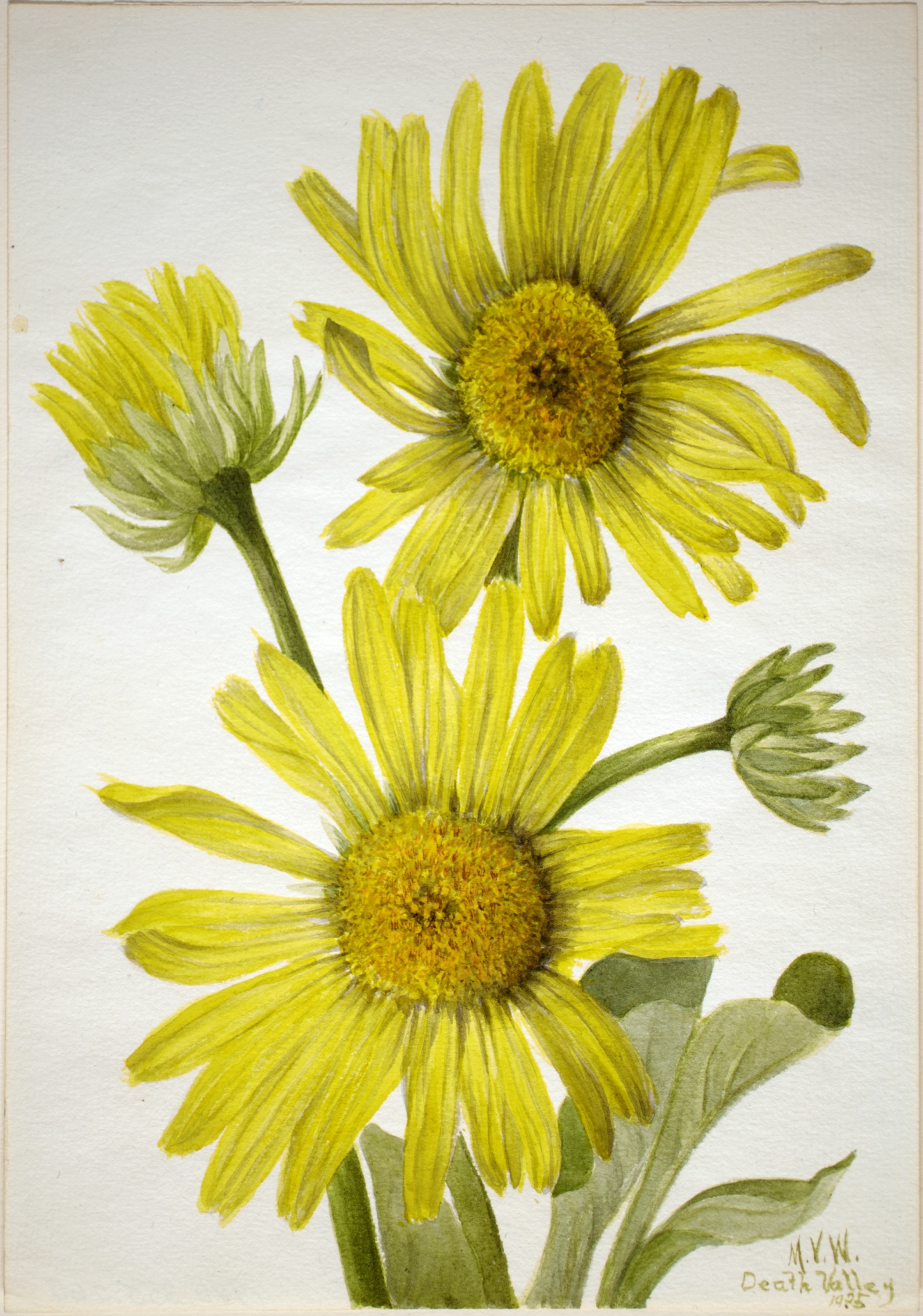 Mary Vaux Walcott, Satinleaf Goldenhead (Enceliopsis covillei)