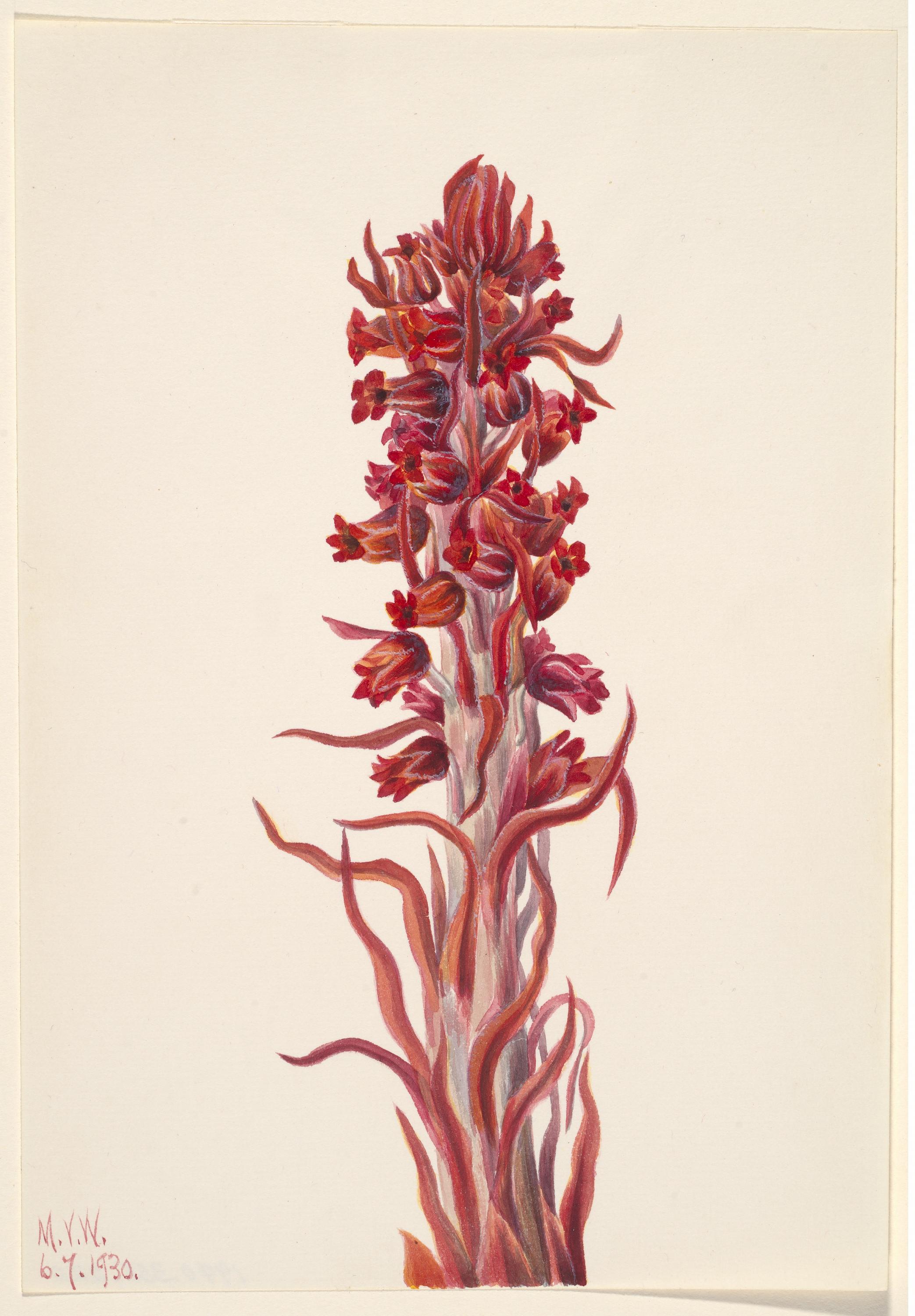 Mary Vaux Walcott, Snow Plant (Sarcodes sanguinea)