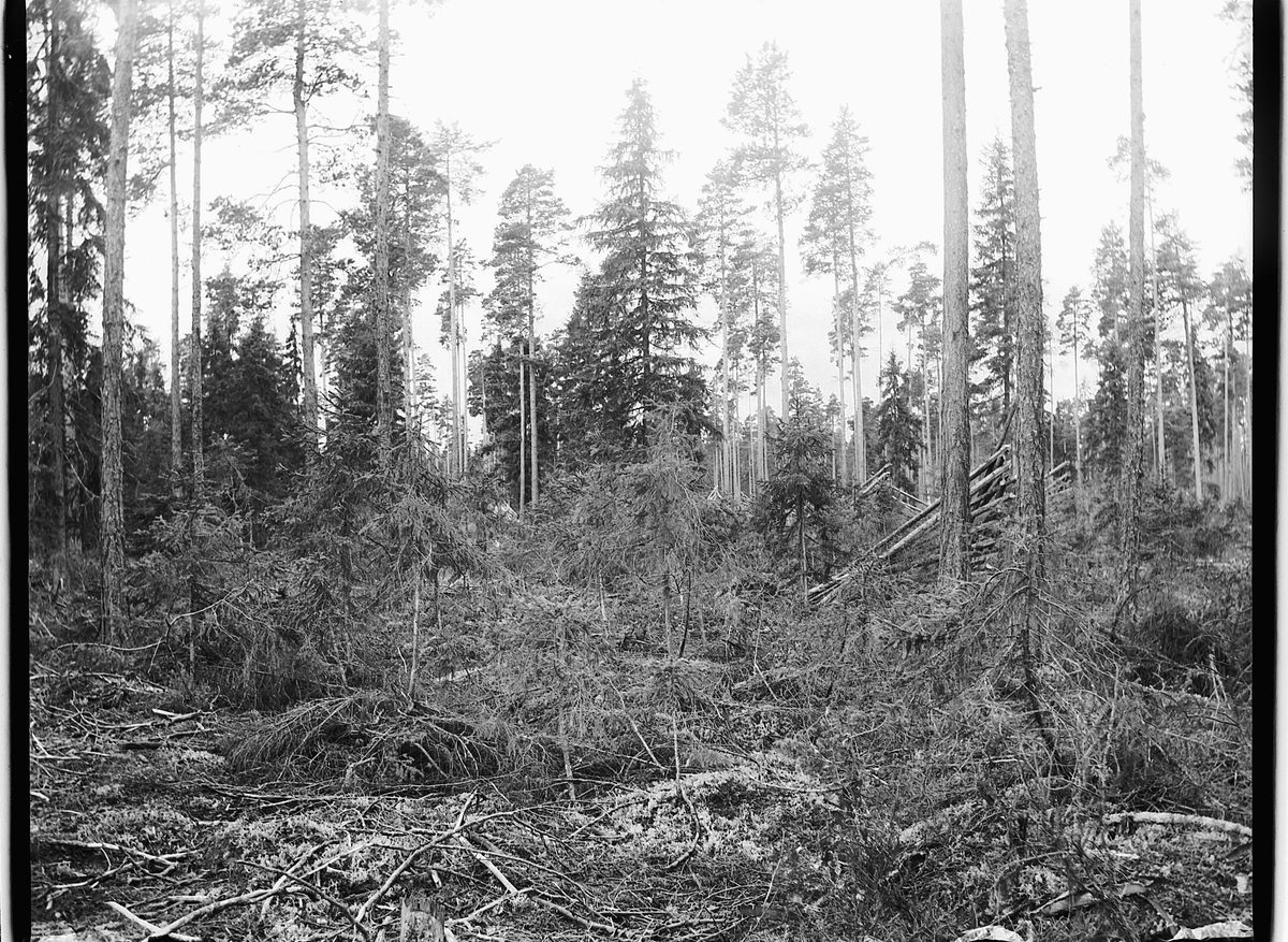 Ole Hansen Løken, SKOG, UKJENT STED, SKOGBRUK, TYNNING AV SKOG.