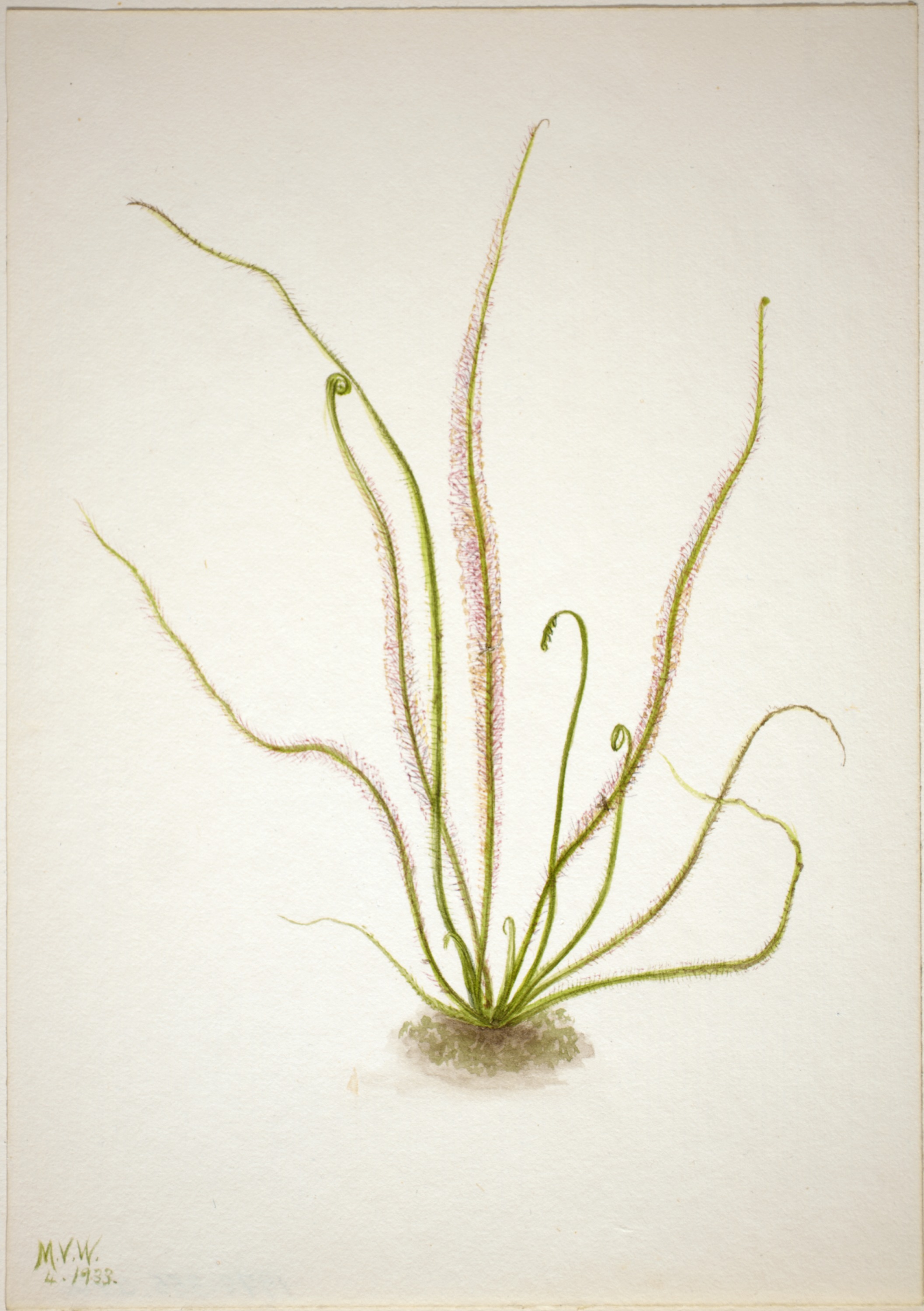 Mary Vaux Walcott, Thread Leaf Sundew (Drosera rotundifolia)