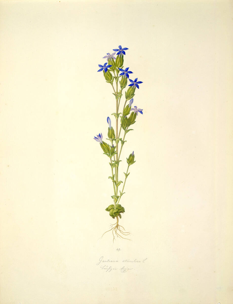 AugustRokert, Gentiana utriculosa L - Schlauch-Enzian