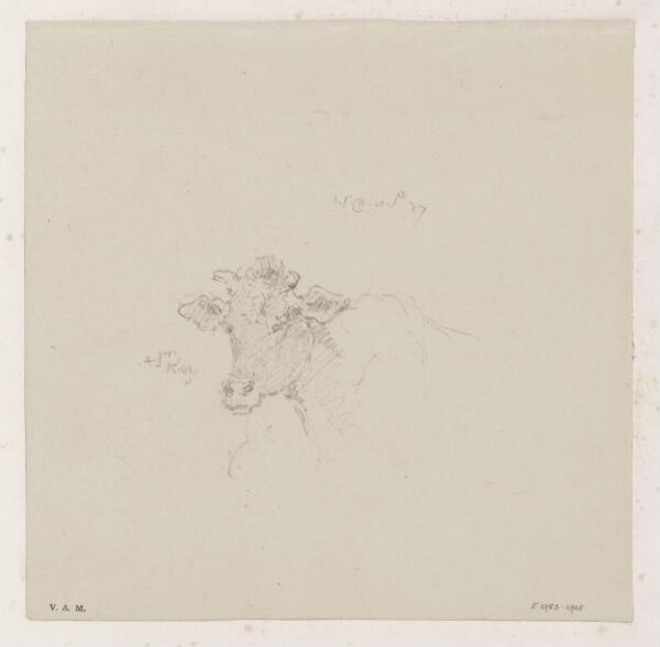 George Chinnery, The head of a cow