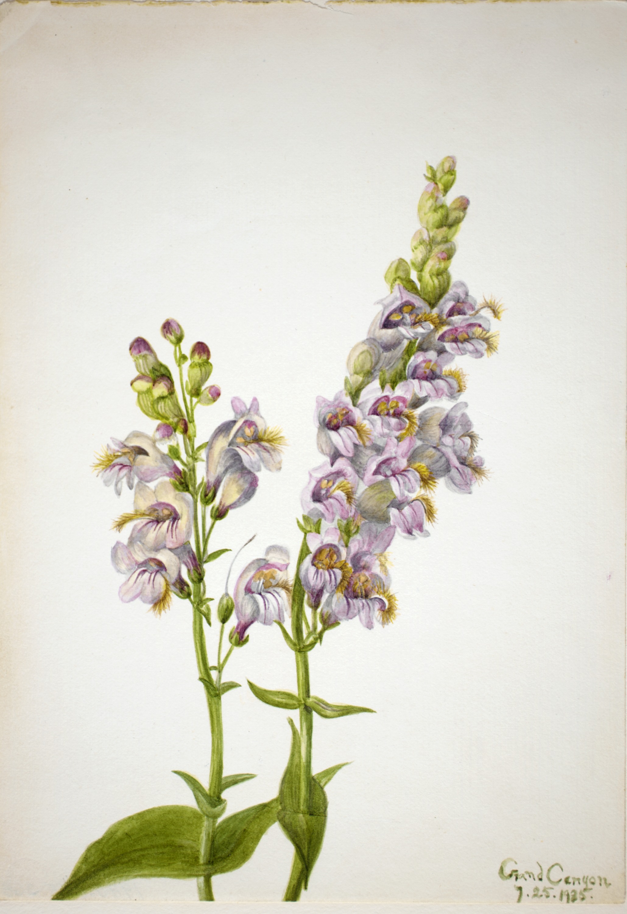 Mary Vaux Walcott, Pentstemon (Pentstemon macranthus)
