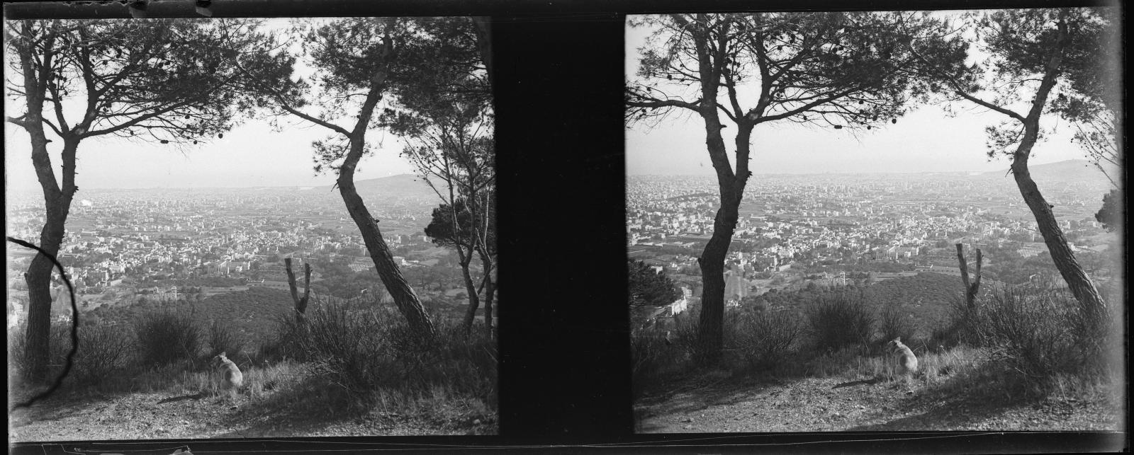 Desconegut, [Forest in Barcelona]