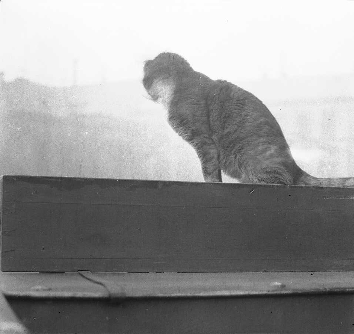 Solveig Lund, Utendørsfotografi av katt på tak.