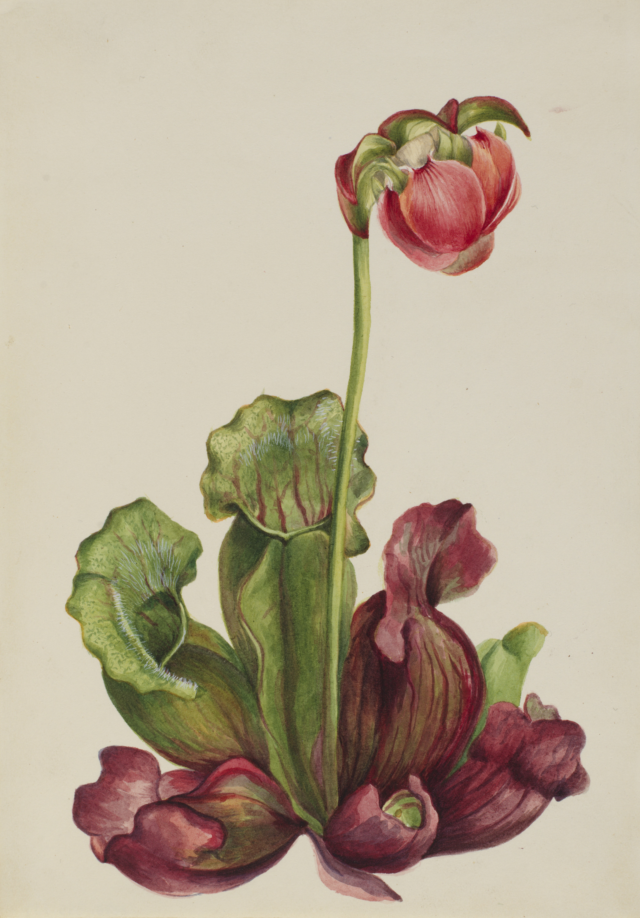 Mary Vaux Walcott, Common Pitcherplant (Sarracenia purpurea venosa)