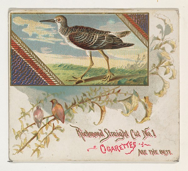 Allen & Ginter, Yellow Shank Tatler, from the Game Birds series (N40) for Allen & Ginter Cigarettes