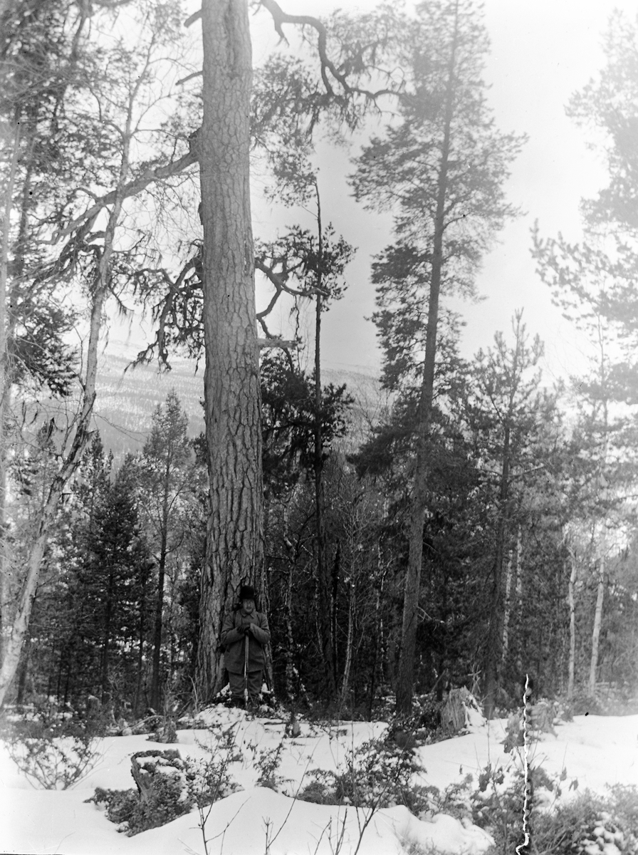 Anders O. Sørhuus, Mann foran digert tre - Anders Sørhuus ved storfurua