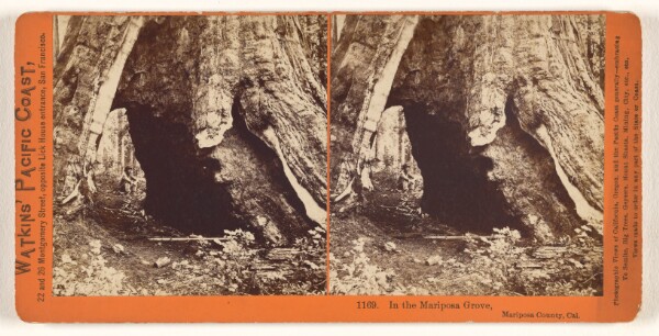 Carleton Watkins, In the Mariposa Grove, Mariposa County, Cal.