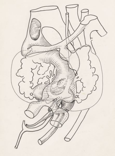 J Tinkelenberg, Internal organs of the human embryo