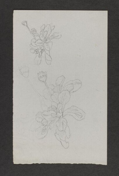 Potter, Beatrix, drawing