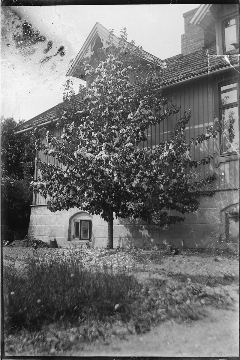 Martin Finborud, FRUKTTRE I FULL BLOMST FORAN HUS. Grunnmur av oppmurt, hogd stein.