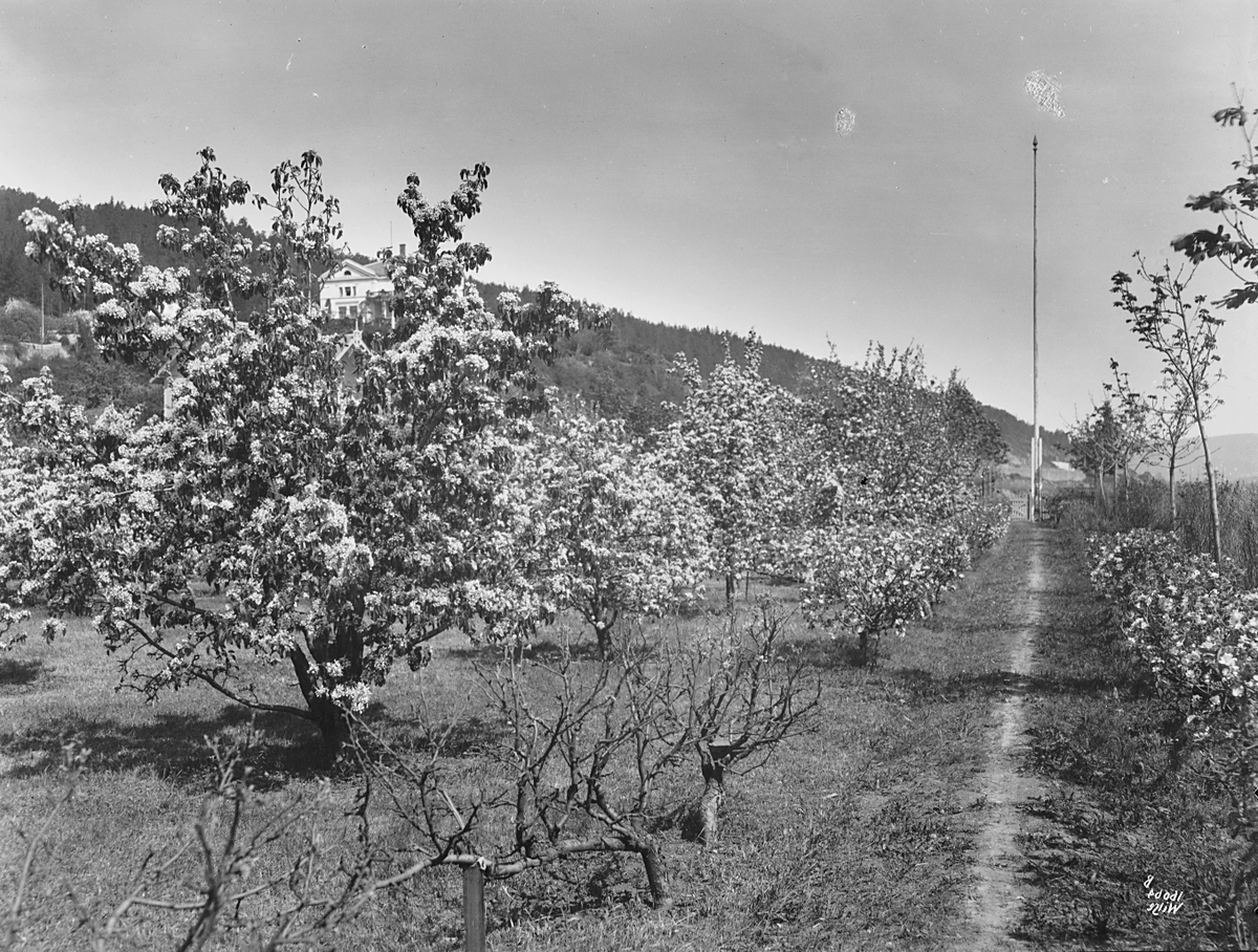 Anders Beer Wilse, Prot: Grøndahl villa