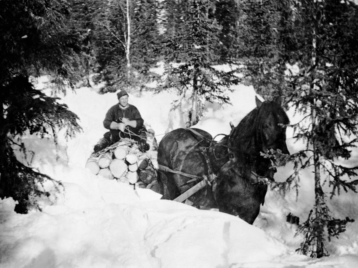 Anno Domkirkeodden, Lunning. Tømmerkjøring med hest i Nes Almenning. Kjørekar er Olaf Sørlunden.