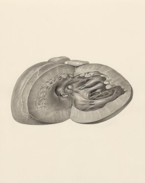 H.G Wetselaar, Heart