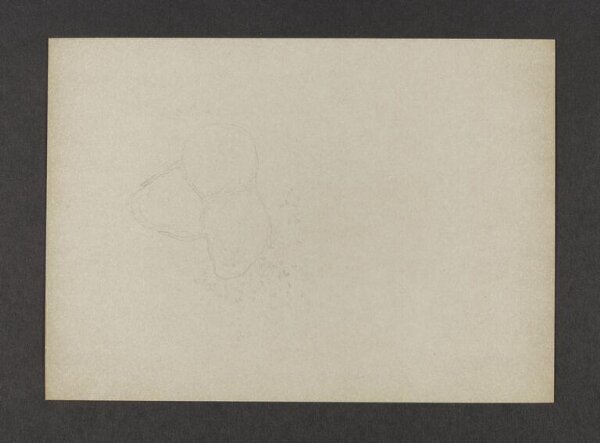 Potter, Beatrix, drawing